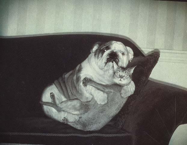 un chat et un chien qui s'aiment