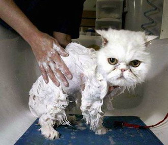 mini chat rétrécit au lavage