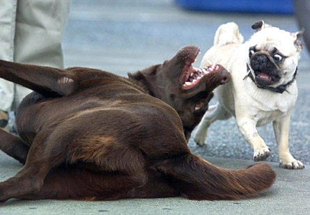 frayeur entre deux chiens