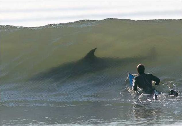 le surf, un sport dangeureux... requin ou dauphin?