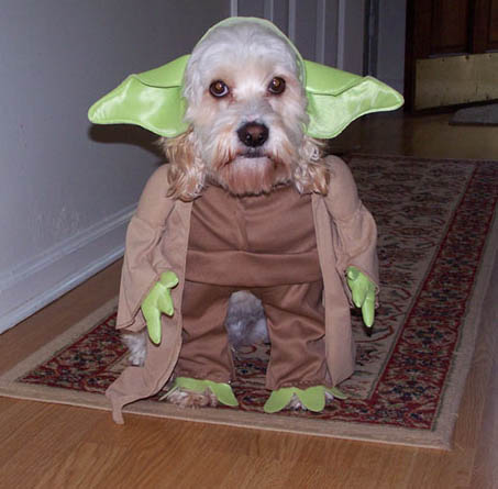 chien yoda starwars