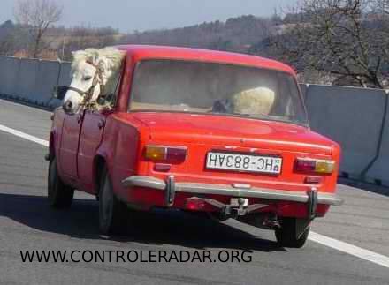 cheval dans voiture