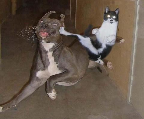 un chat casse la gueule à un chien