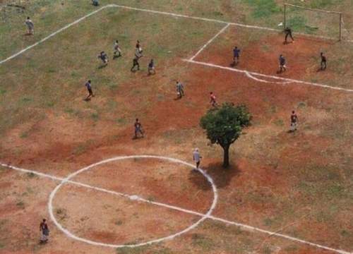 arbre au milieu du terrain de football