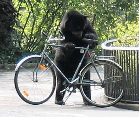 un ours qui vole un vélo