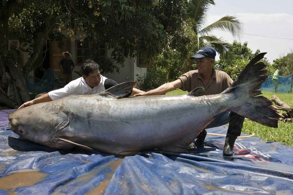 enorme poisson pêche taille record