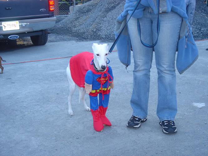 chien superman